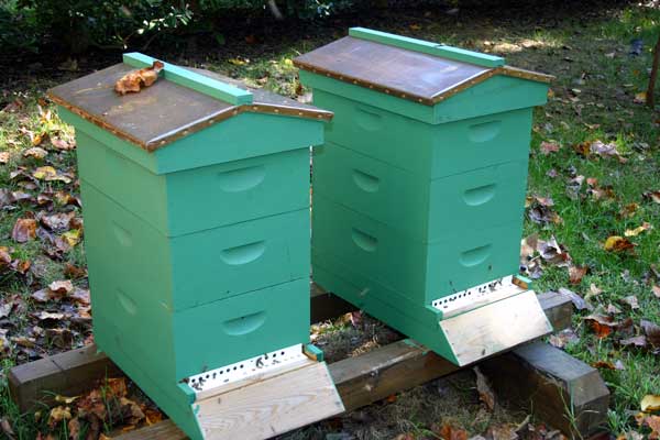 First two hives