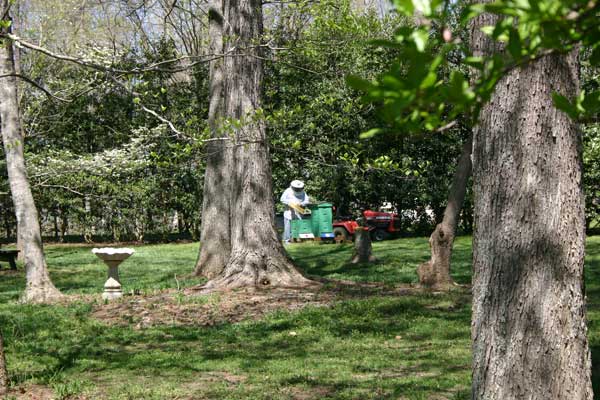 Working the bee hives