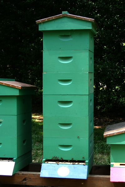Hive with honey supers installed