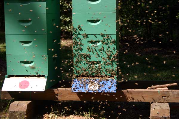 The happy time, lots of bees