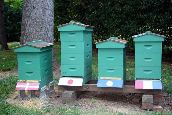 New hives installed