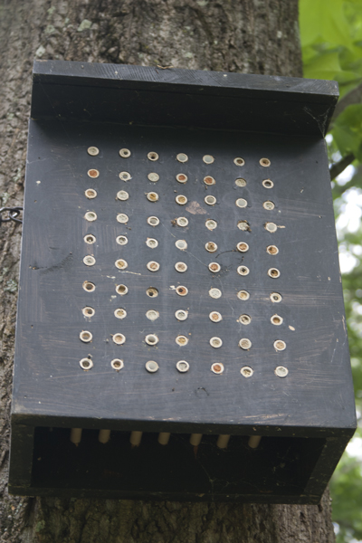 Bee box