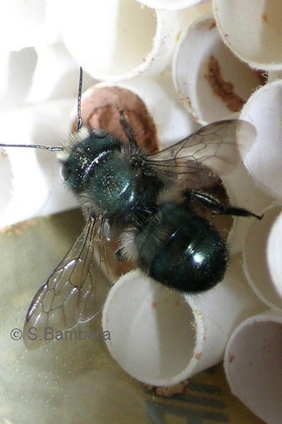 Orchard mason bee