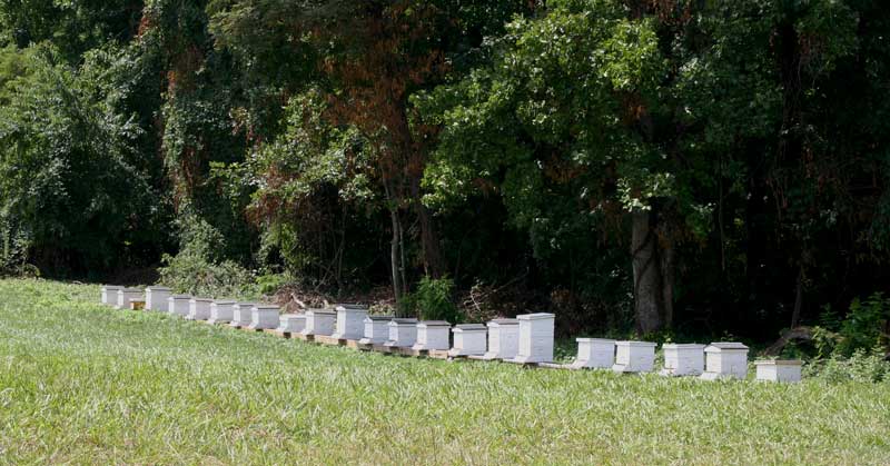 bee hives