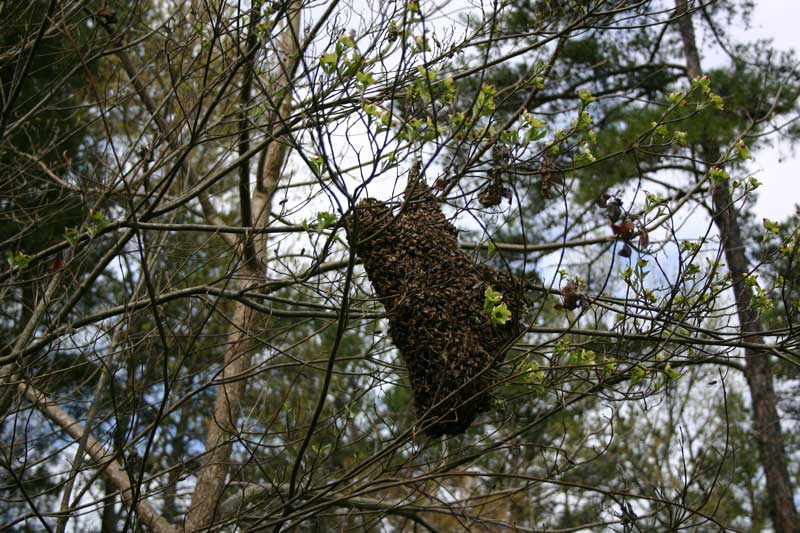 viewing the swarm