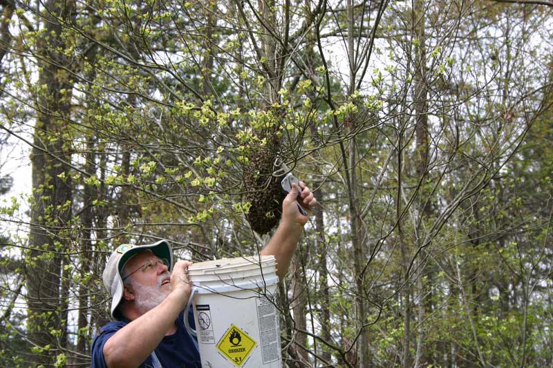 trimming the limb