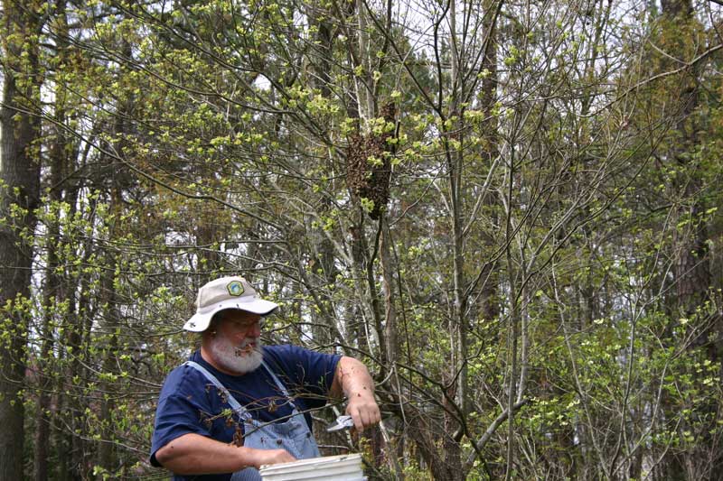 bees on arm