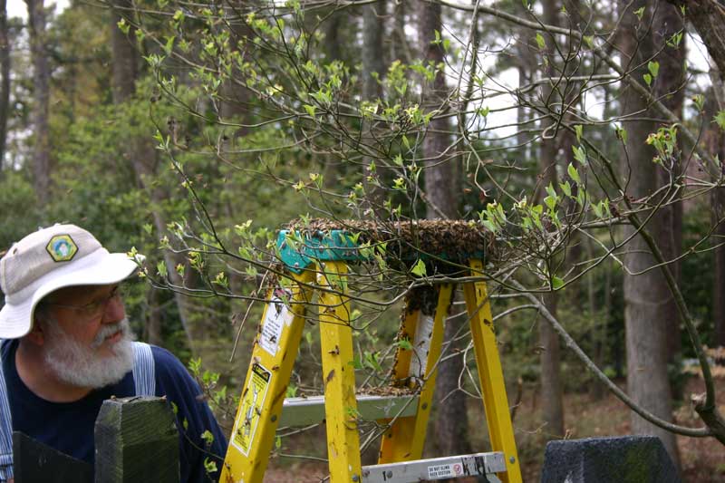 bees on ladder