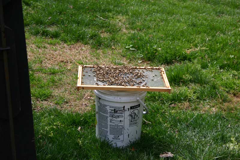 bucket of bees