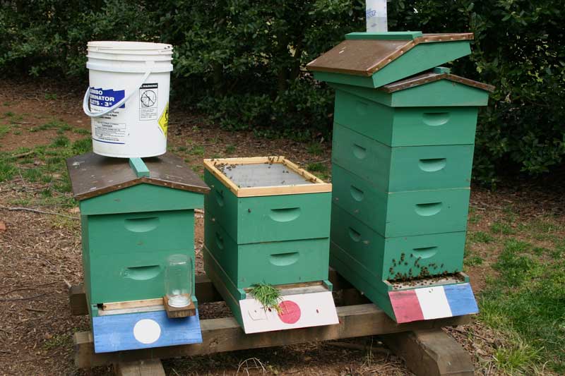 swarm in hive
