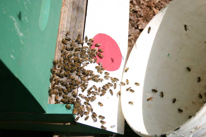 Bees entering hive from bucket