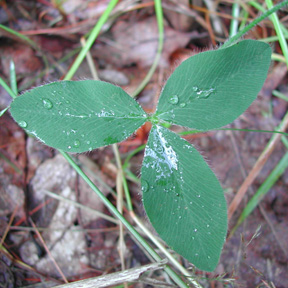 Aslike Clover leaf