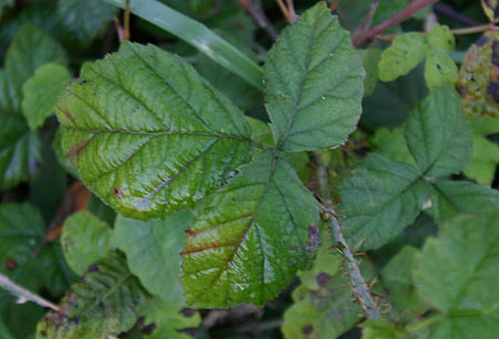Blackberry leaf