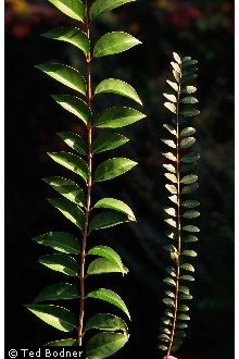 Ligustrum leaf