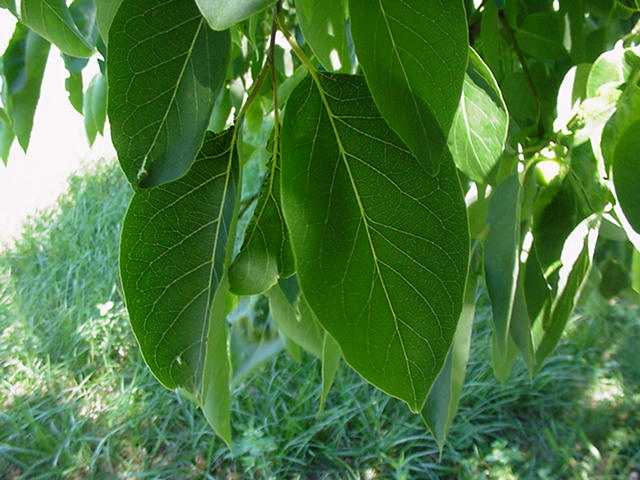 Persimmon leaf