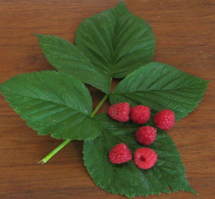 Raspberry leaf