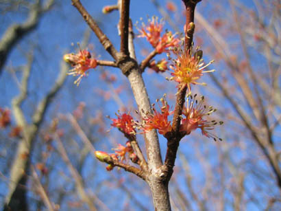 red maple bloom