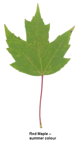 red maple leaf