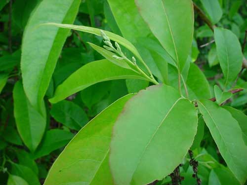 Sourwood leaf