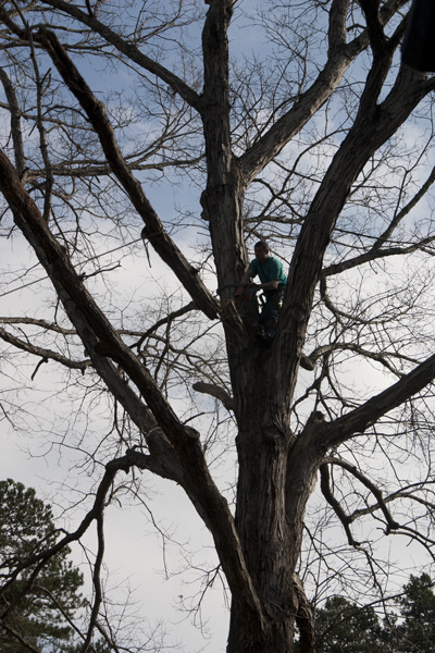 Limbing the front oak trees